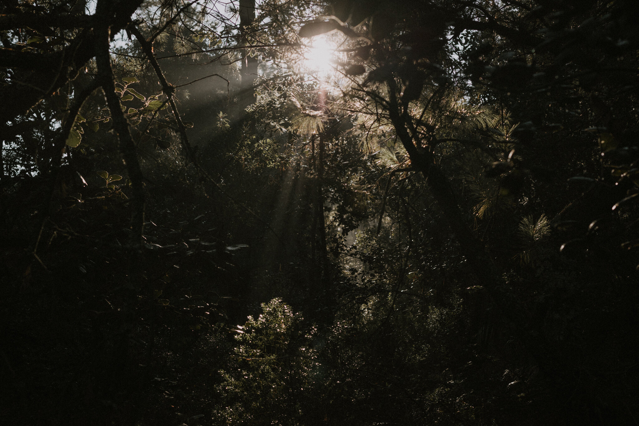 MEXICO COUPLE SESSION - IN THE WOODS - ANNA SAUZA PHOTOGRAPHY -19.jpg