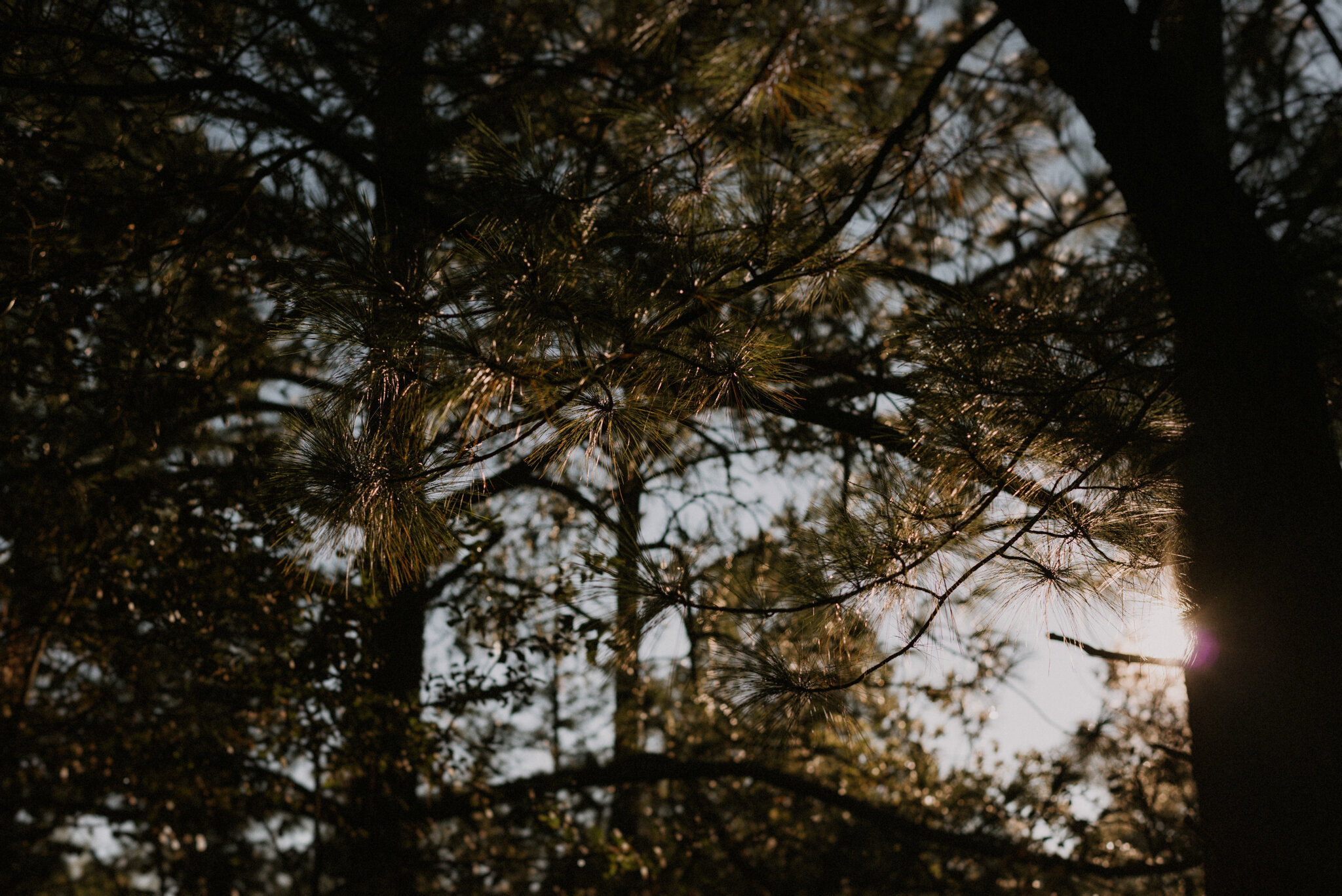 MEXICO COUPLE SESSION - IN THE WOODS - ANNA SAUZA PHOTOGRAPHY -9.jpg